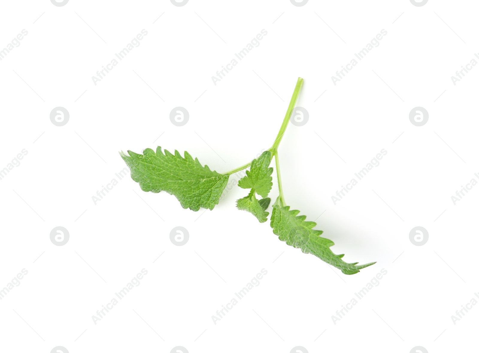 Photo of Twig of fresh green mint isolated on white, top view