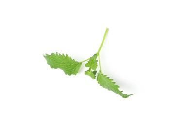 Photo of Twig of fresh green mint isolated on white, top view