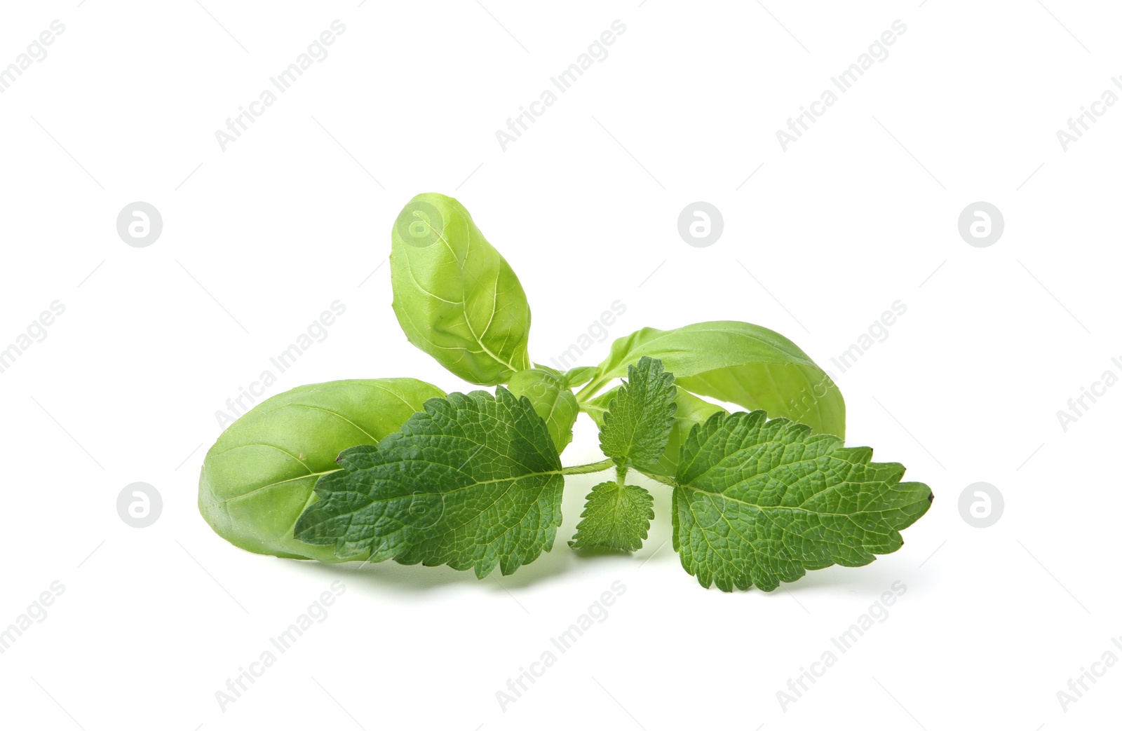 Photo of Different fresh green herbs isolated on white