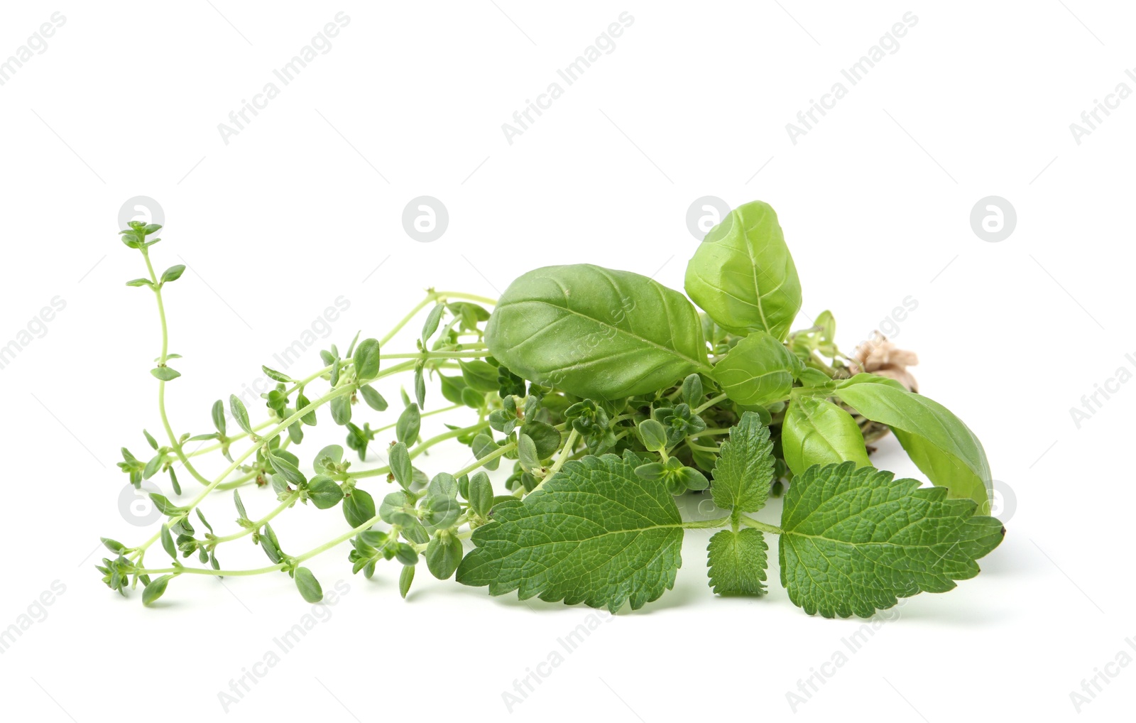 Different fresh green herbs isolated on white Photo of Different fresh green herbs isolated on white