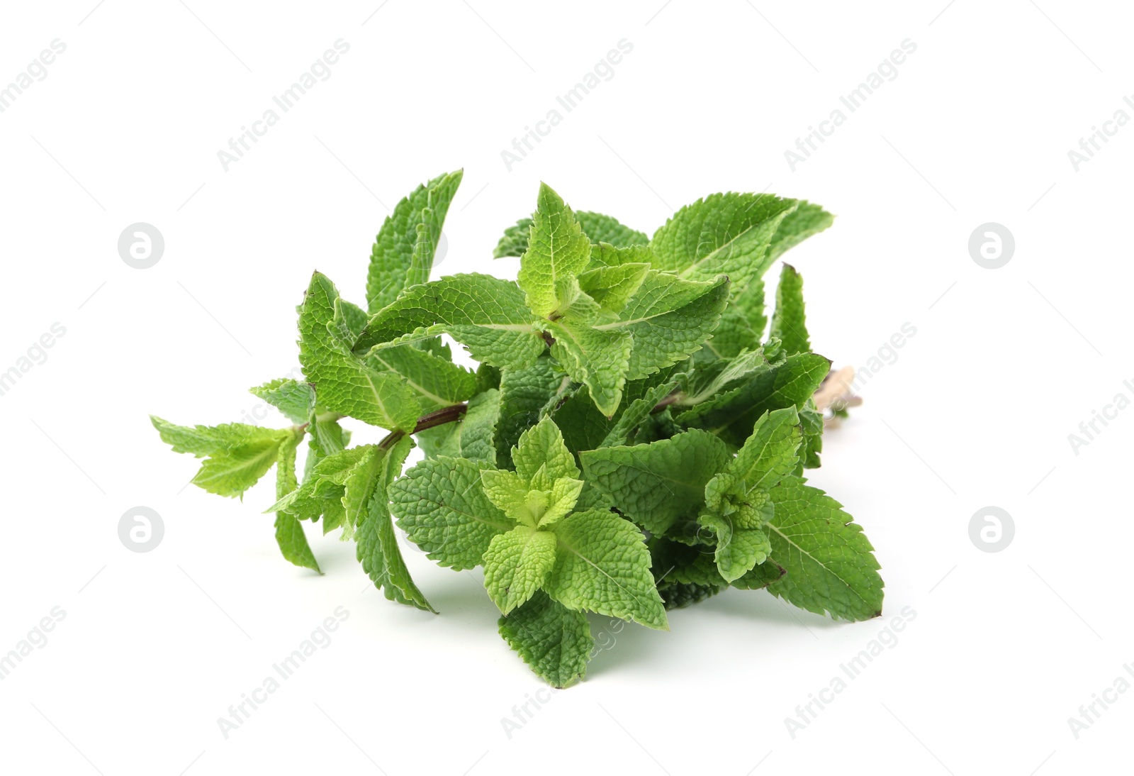 Photo of Twigs of fresh green mint isolated on white