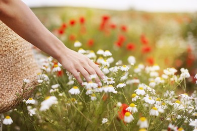 Photo of Woman touching chamomile flowers in wildflower meadow, closeup