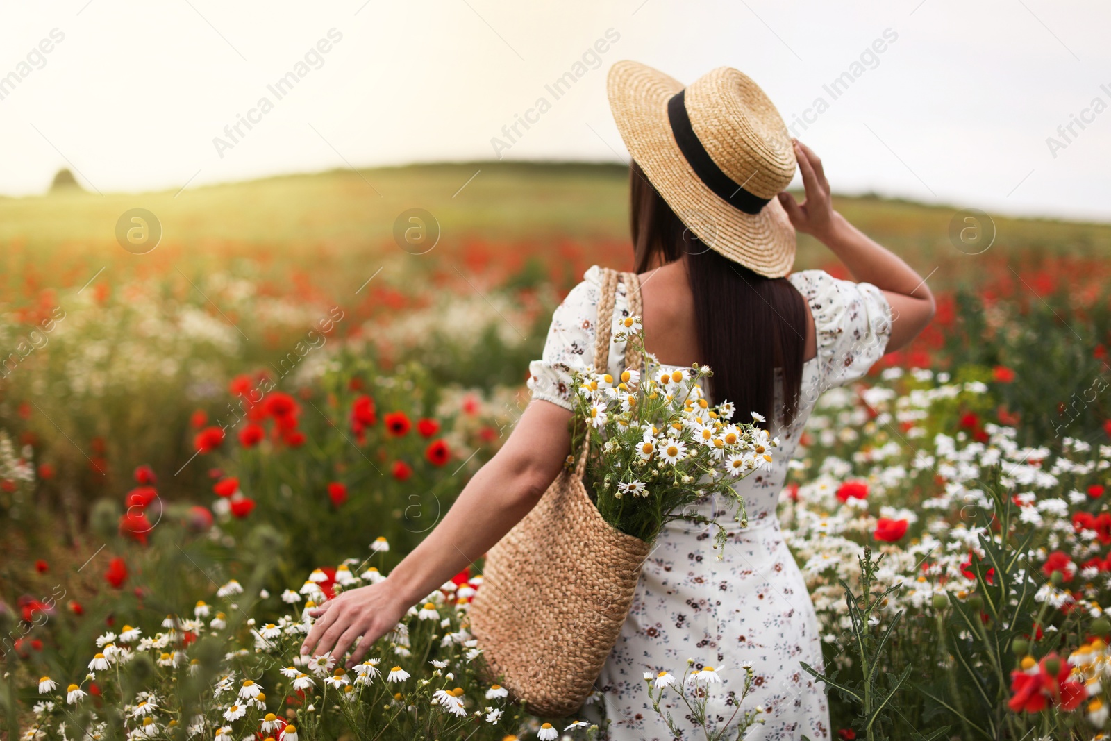 Woman in hat with bag of chamomile flowers in wildflower meadow, back view Photo of Woman in hat with bag of chamomile flowers in wildflower meadow, back view