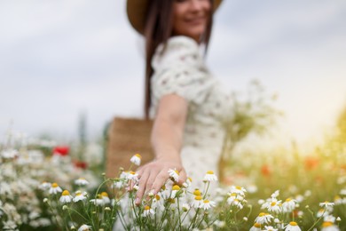 Photo of Woman touching chamomile flowers in wildflower meadow, closeup