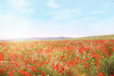 Photo of Beautiful red poppy flowers growing in meadow under sky