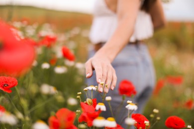 Photo of Woman touching chamomile flowers in wildflower meadow, closeup