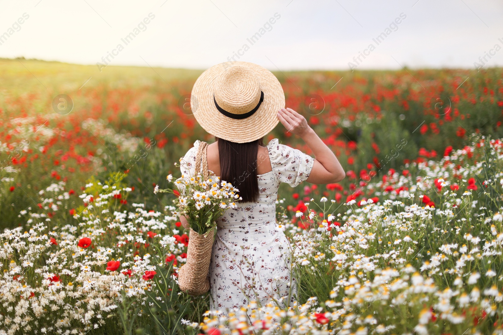 Photo of Woman in hat with bag of chamomile flowers in wildflower meadow, back view