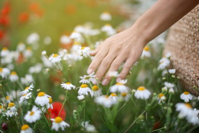 Photo of Woman touching chamomile flowers in wildflower meadow, closeup