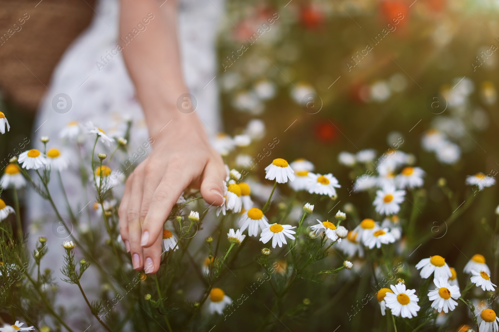 Photo of Woman touching chamomile flowers in wildflower meadow, closeup