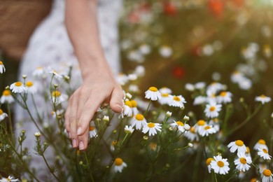 Photo of Woman touching chamomile flowers in wildflower meadow, closeup