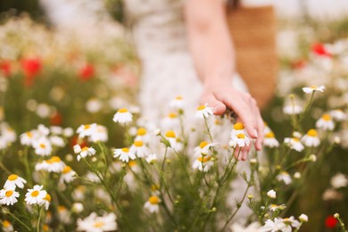 Photo of Woman touching chamomile flowers in wildflower meadow, closeup