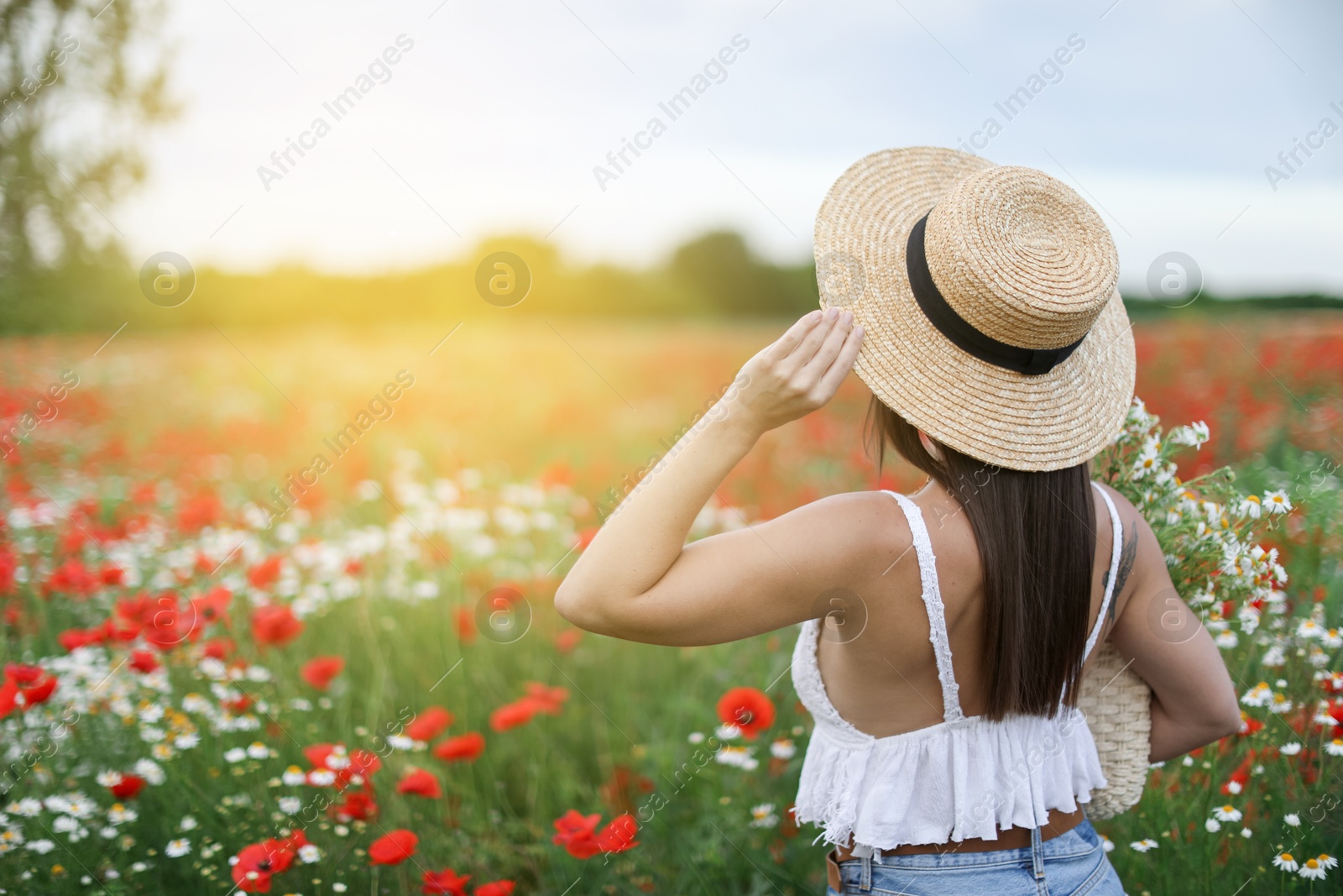 Woman in hat with bag of chamomile flowers in wildflower meadow, back view. Space for text Photo of Woman in hat with bag of chamomile flowers in wildflower meadow, back view. Space for text