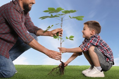 Image of Father and his son planting tree into ground outdoors