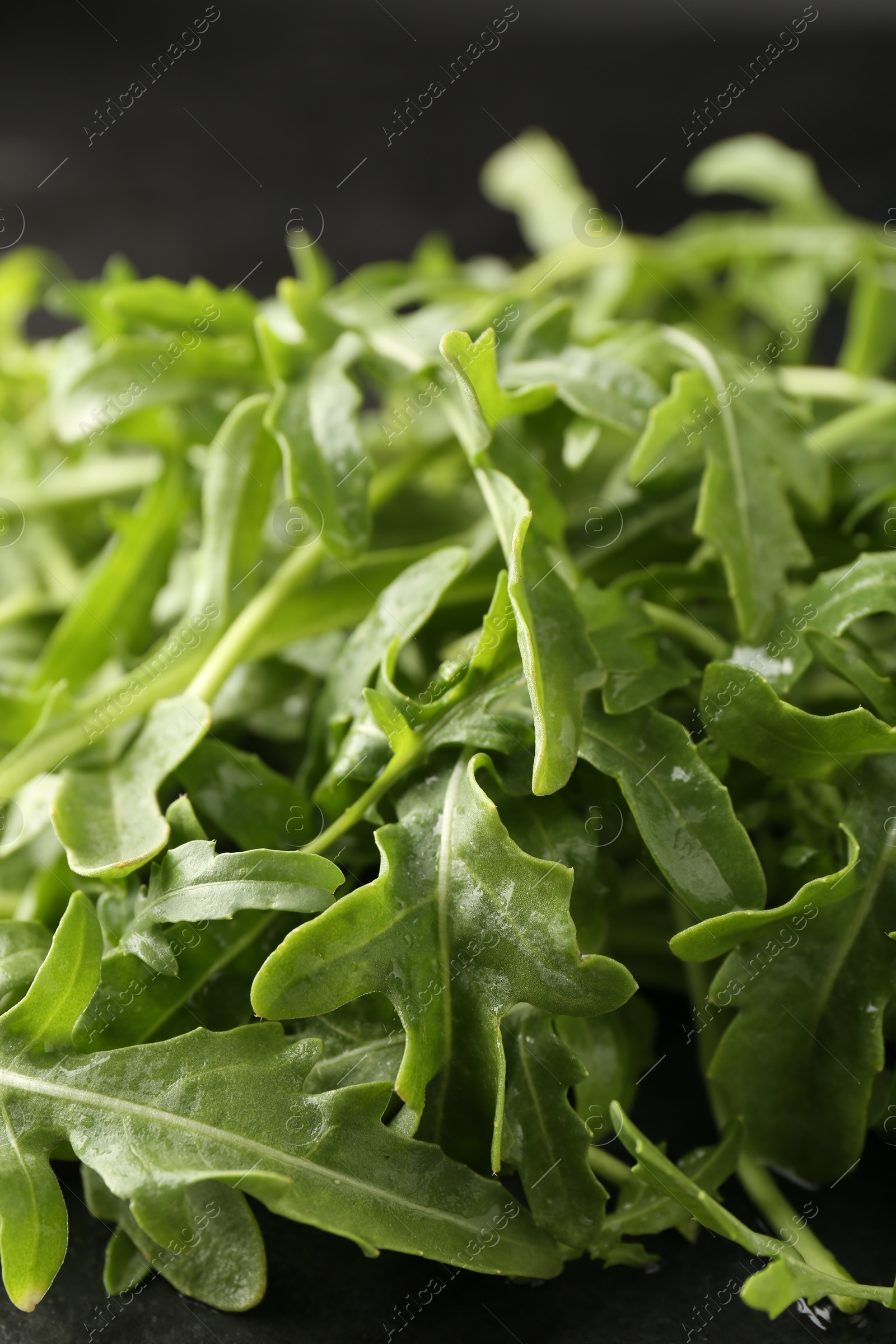 Fresh ripe green arugula leaves on black background, closeup Photo of Fresh ripe green arugula leaves on black background, closeup