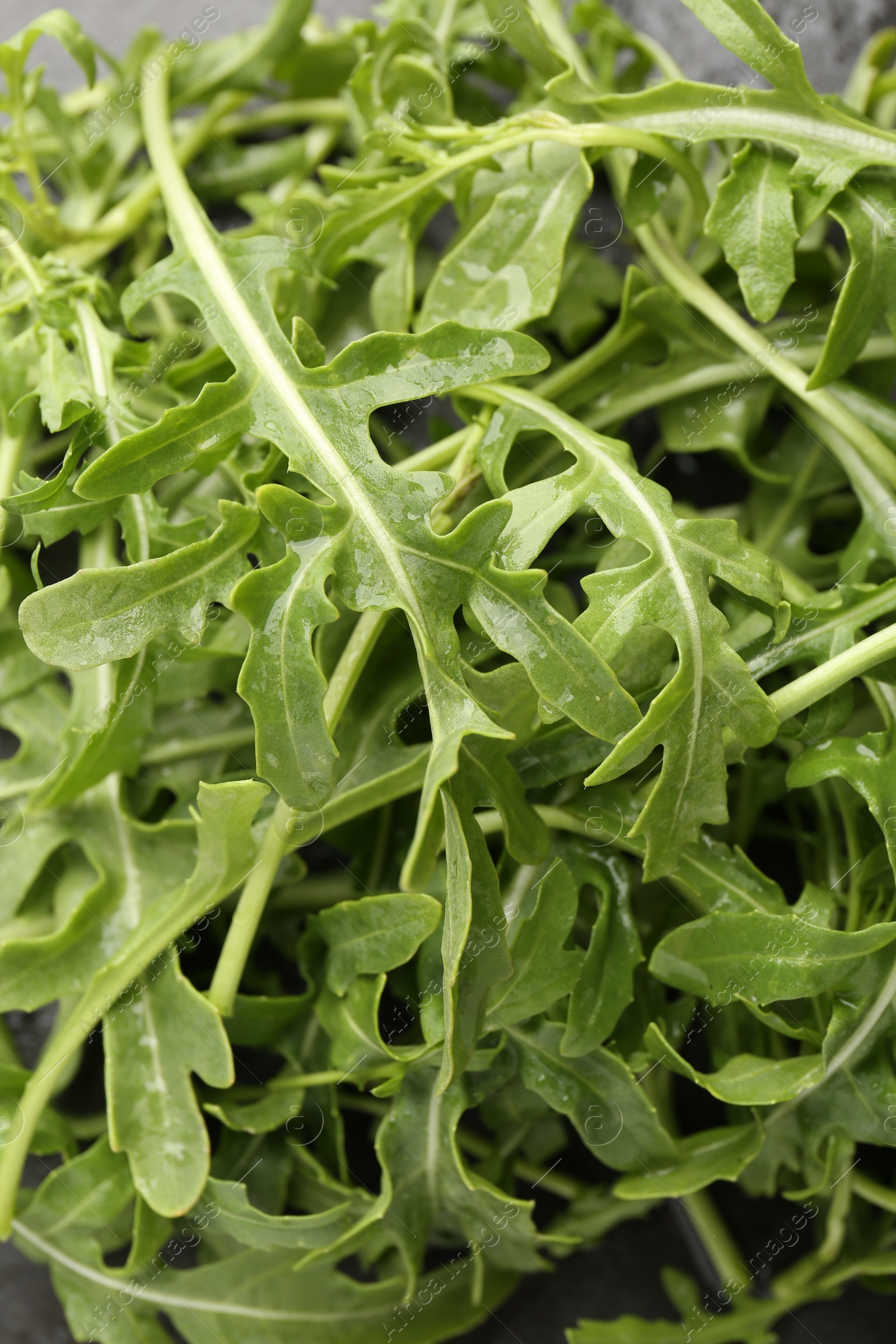 Fresh ripe green arugula leaves on black background, top view Photo of Fresh ripe green arugula leaves on black background, top view