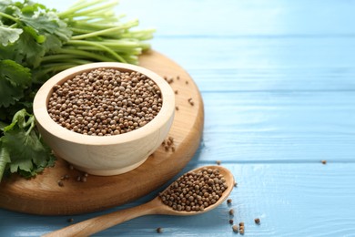 Photo of Coriander seeds and fresh cilantro on light blue wooden table, closeup. Space for text