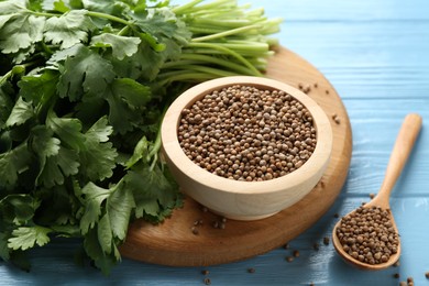 Photo of Coriander seeds and fresh cilantro on light blue wooden table, closeup
