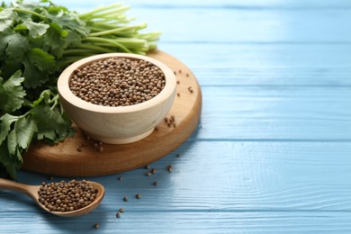 Photo of Coriander seeds and fresh cilantro on light blue wooden table, closeup. Space for text