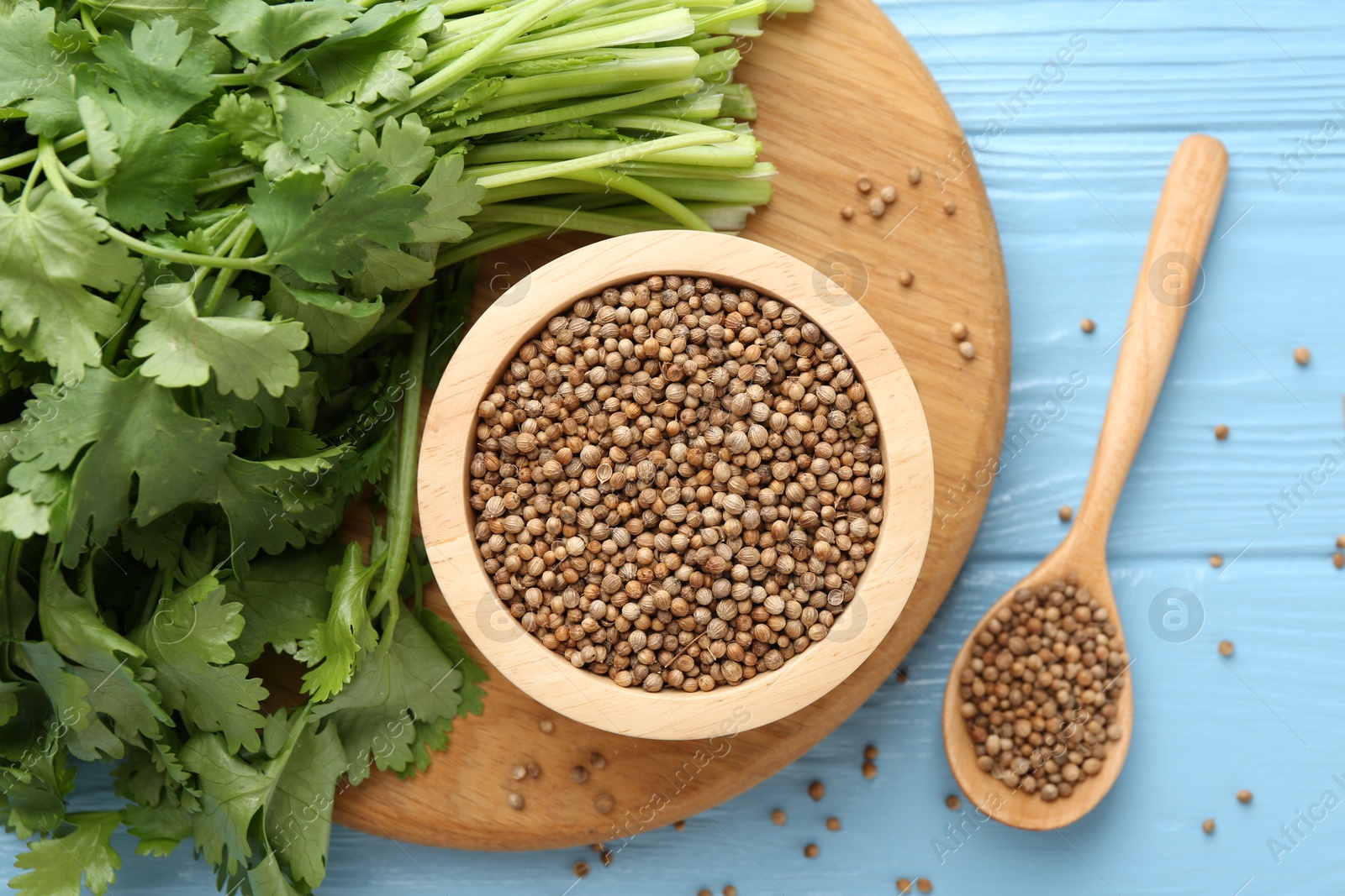 Coriander seeds and fresh cilantro on light blue wooden table, flat lay Photo of Coriander seeds and fresh cilantro on light blue wooden table, flat lay