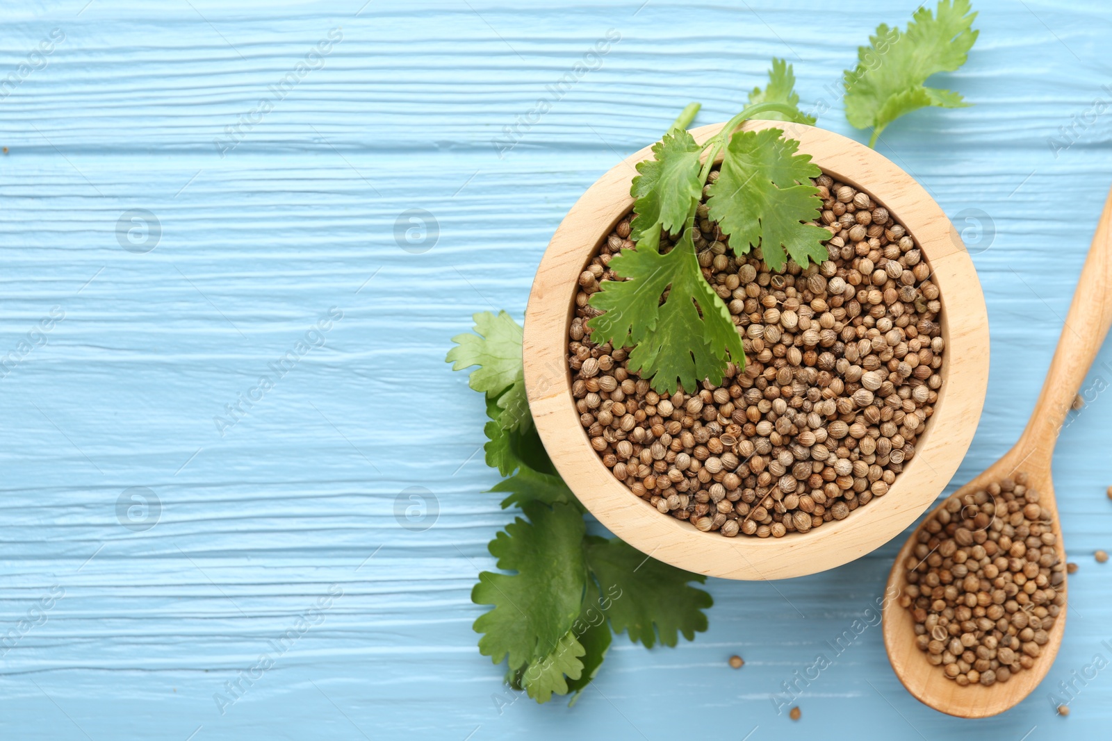 Coriander seeds and fresh cilantro leaves on light blue wooden table, flat lay. Space for text Photo of Coriander seeds and fresh cilantro leaves on light blue wooden table, flat lay. Space for text