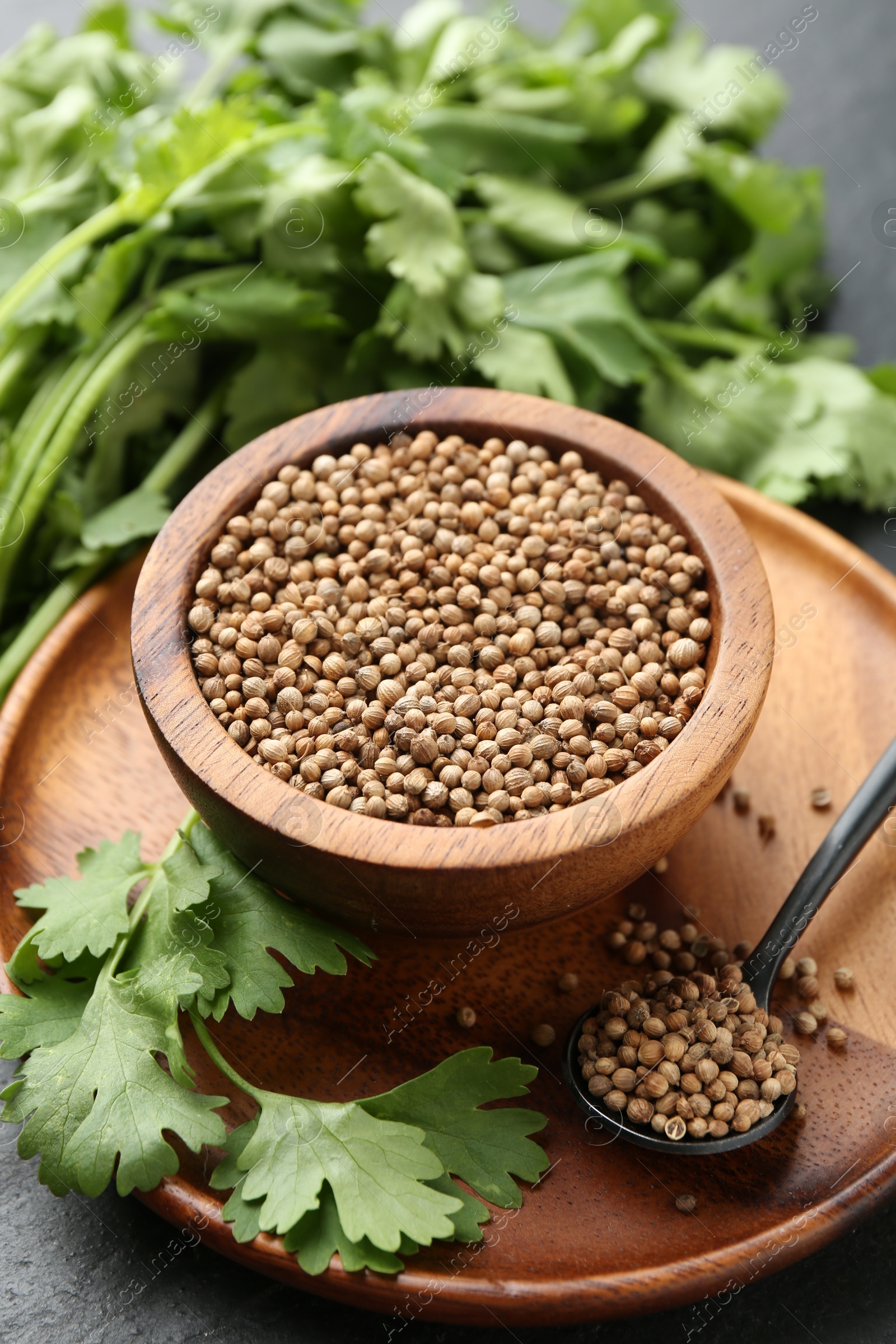 Coriander seeds in bowl, spoon and fresh cilantro leaves on dark table, closeup Photo of Coriander seeds in bowl, spoon and fresh cilantro leaves on dark table, closeup