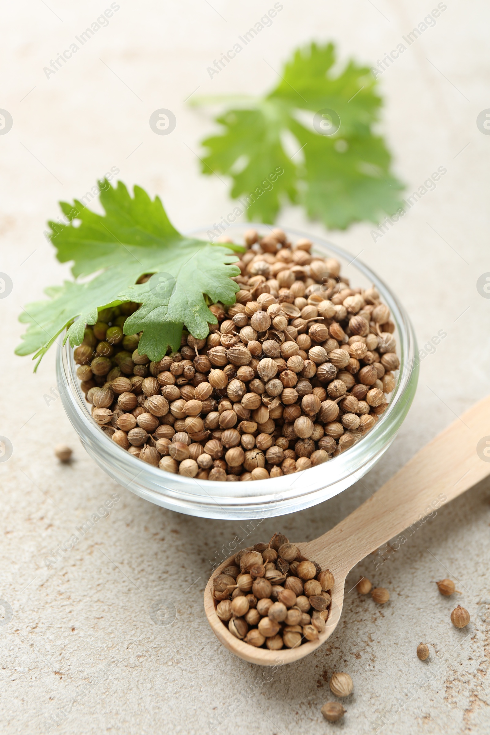 Coriander seeds in bowl, spoon and fresh cilantro leaf on color textured table, closeup Photo of Coriander seeds in bowl, spoon and fresh cilantro leaf on color textured table, closeup