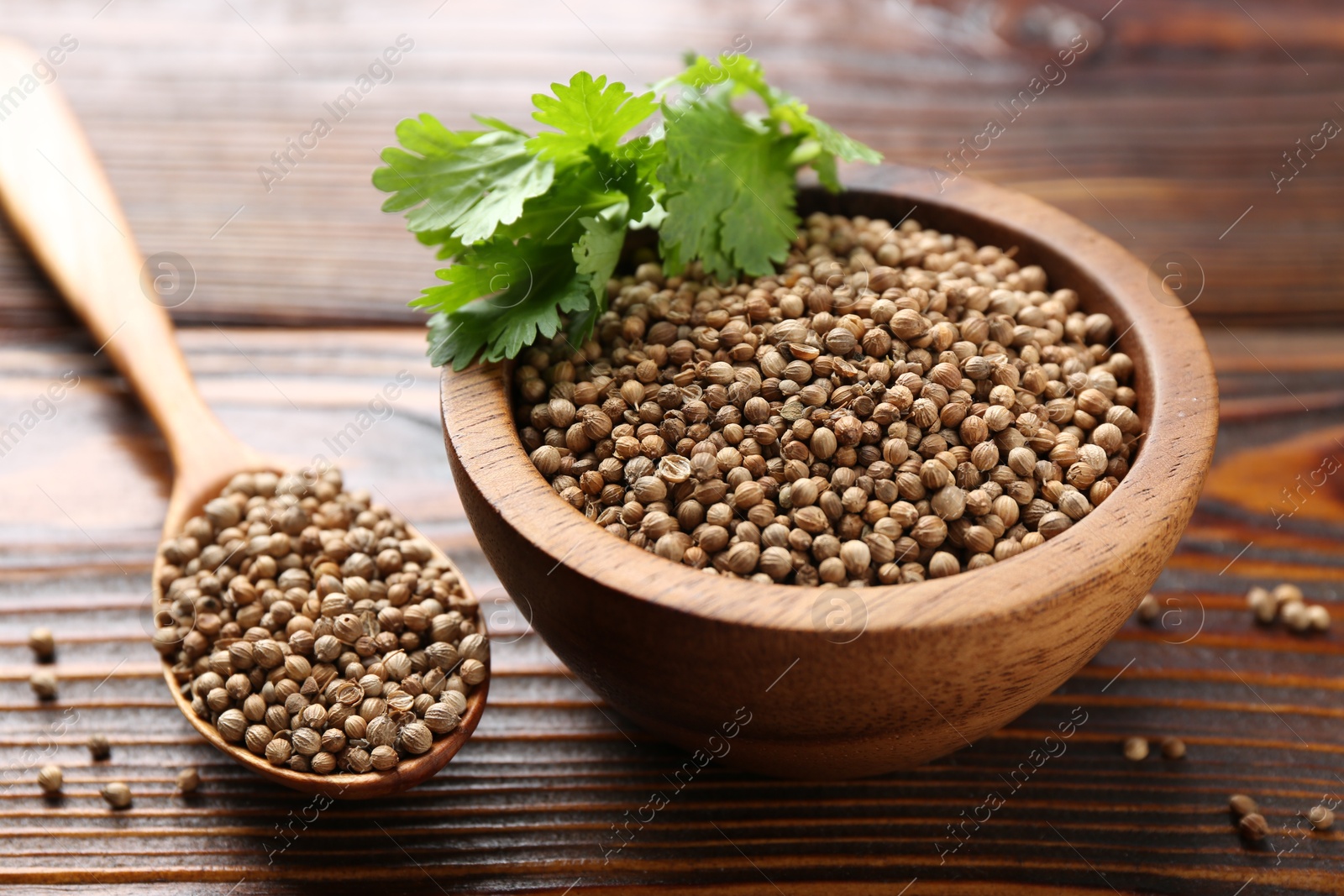 Coriander seeds and fresh cilantro leaves on wooden table, closeup Photo of Coriander seeds and fresh cilantro leaves on wooden table, closeup