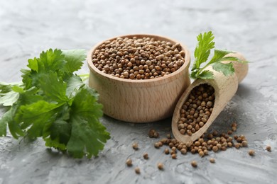 Photo of Coriander seeds in bowl, scoop and fresh cilantro sprigs on grey textured table, closeup