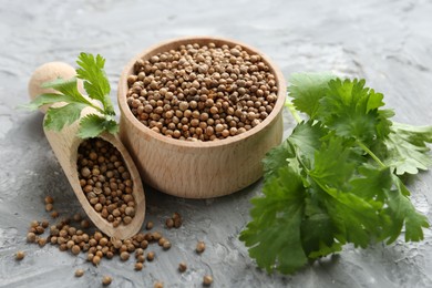 Photo of Coriander seeds in bowl, scoop and fresh cilantro sprigs on grey textured table, closeup
