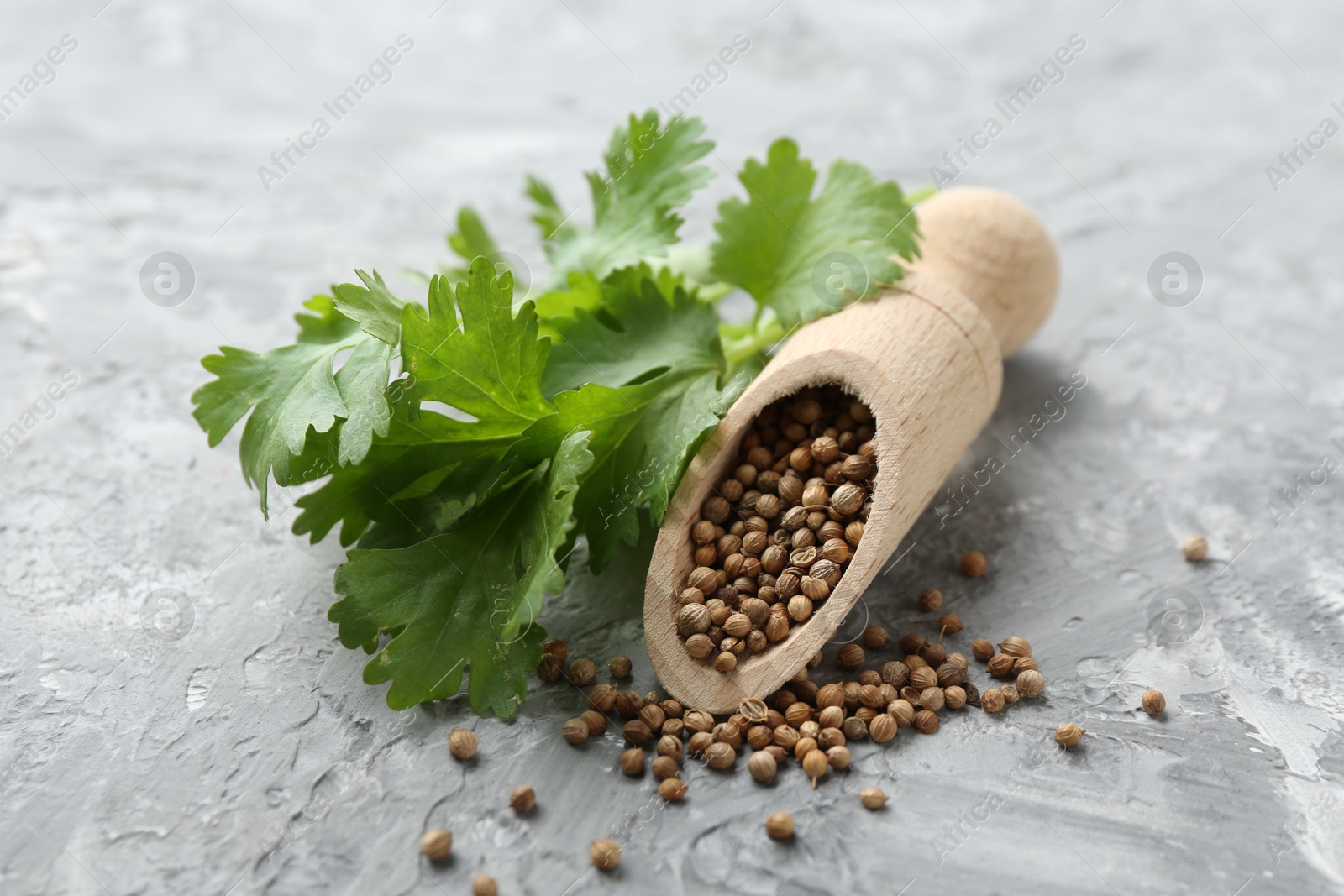 Coriander seeds, scoop and fresh cilantro sprigs on grey textured table, closeup Photo of Coriander seeds, scoop and fresh cilantro sprigs on grey textured table, closeup