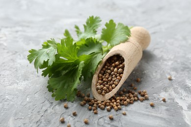 Photo of Coriander seeds, scoop and fresh cilantro sprigs on grey textured table, closeup