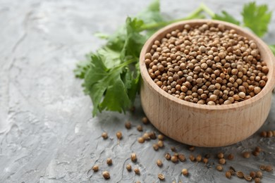 Photo of Coriander seeds and fresh cilantro sprigs on grey textured table, closeup. Space for text