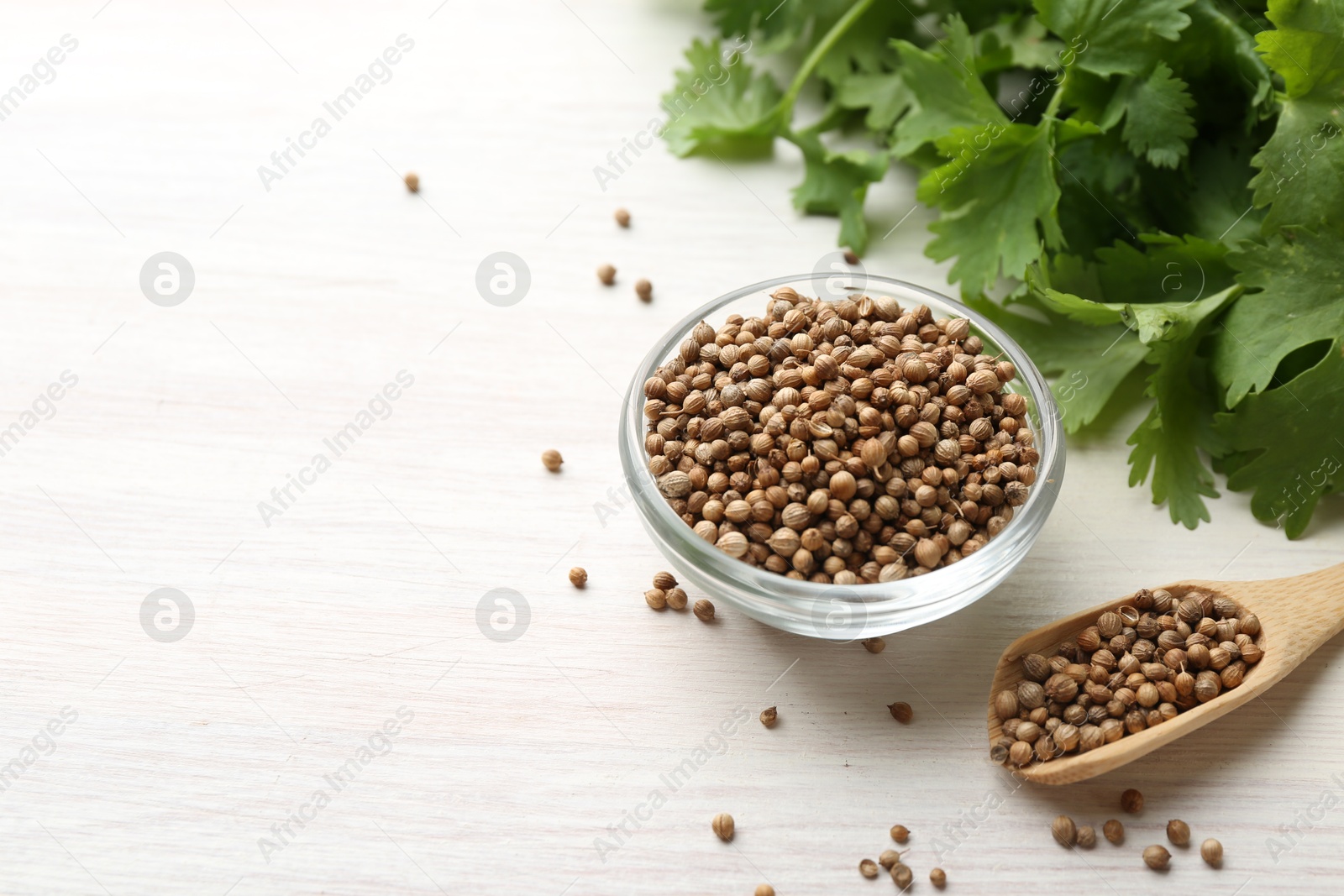 Coriander seeds in bowl, spoon and fresh cilantro leaves on light wooden table, closeup. Space for text Photo of Coriander seeds in bowl, spoon and fresh cilantro leaves on light wooden table, closeup. Space for text