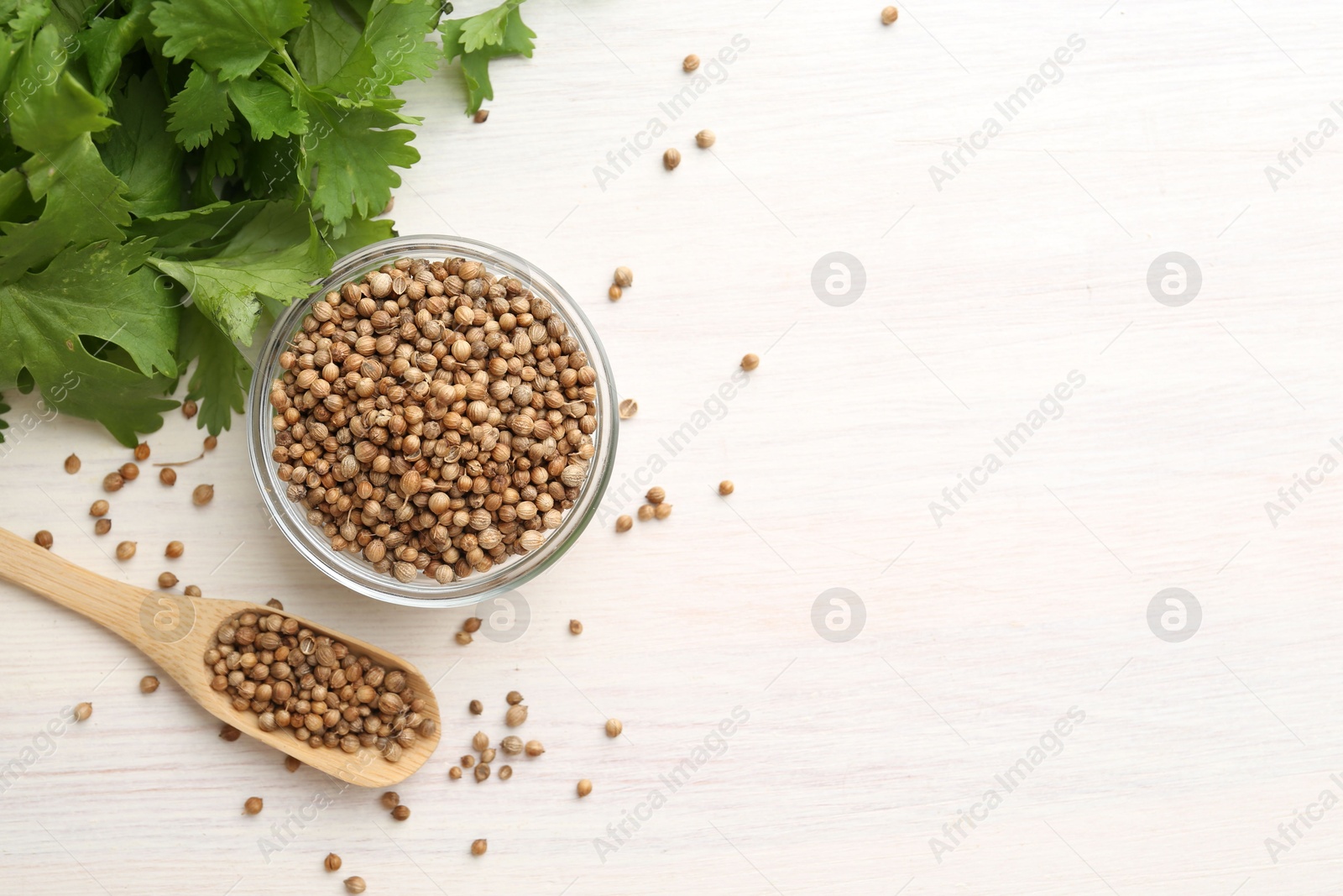 Coriander seeds in bowl, spoon and fresh cilantro leaves on light wooden table, flat lay. Space for text Photo of Coriander seeds in bowl, spoon and fresh cilantro leaves on light wooden table, flat lay. Space for text