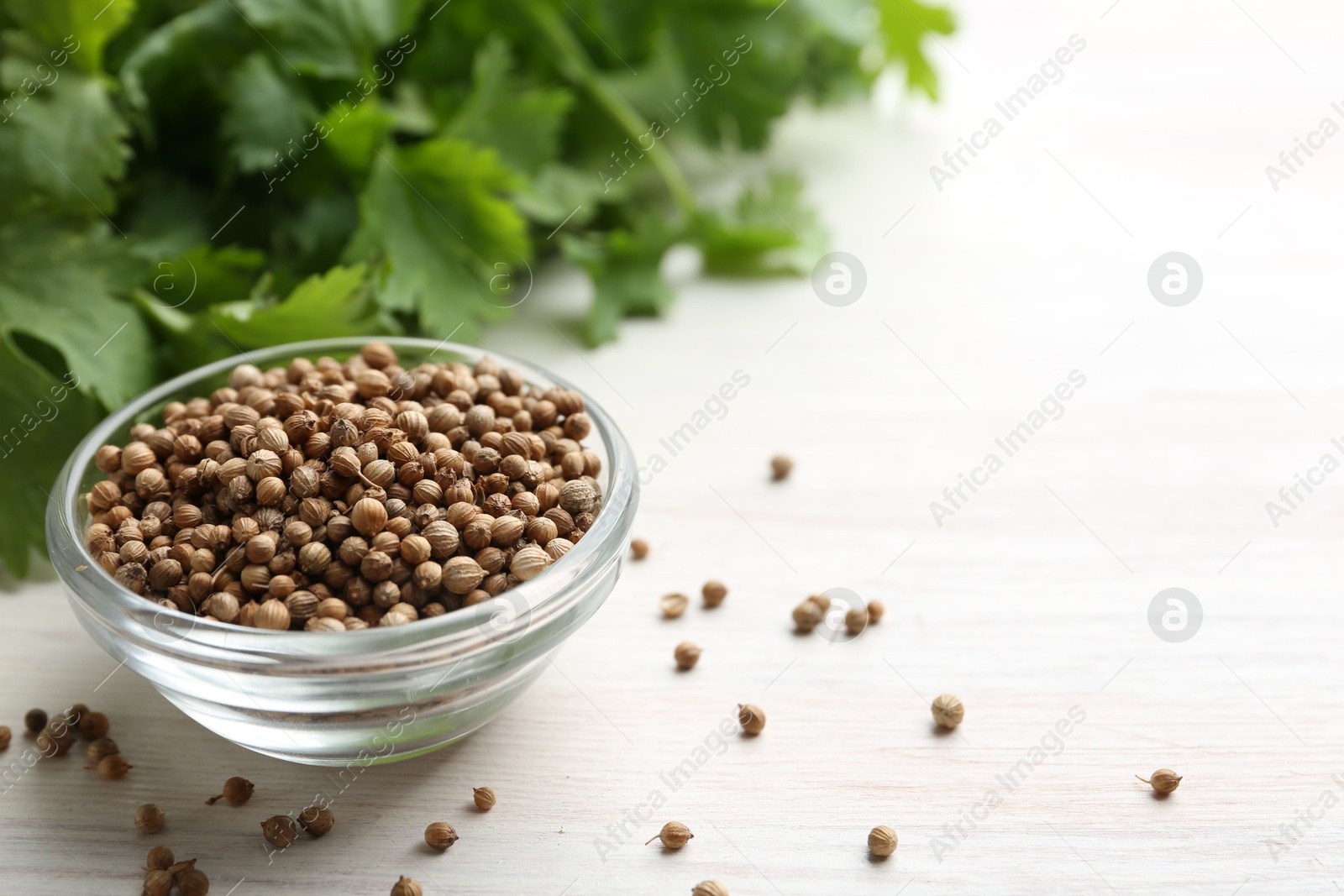 Coriander seeds in bowl and fresh cilantro leaves on light wooden table, closeup. Space for text Photo of Coriander seeds in bowl and fresh cilantro leaves on light wooden table, closeup. Space for text