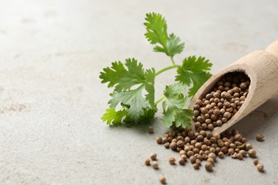 Photo of Coriander seeds and fresh cilantro sprig on grey textured table, closeup. Space for text