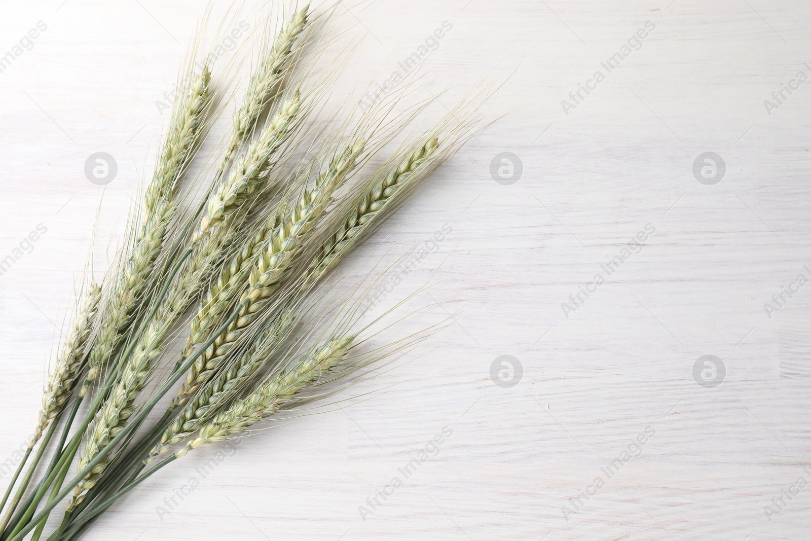 Many green wheat spikes on light wooden table, flat lay. Space for text Photo of Many green wheat spikes on light wooden table, flat lay. Space for text