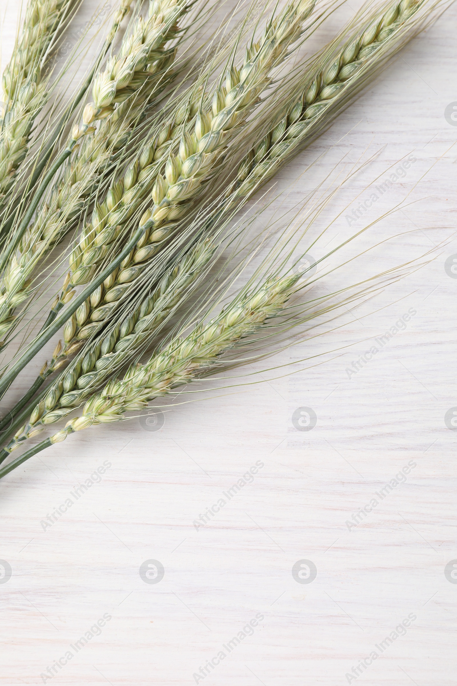 Many green wheat spikes on light wooden table, flat lay. Space for text Photo of Many green wheat spikes on light wooden table, flat lay. Space for text