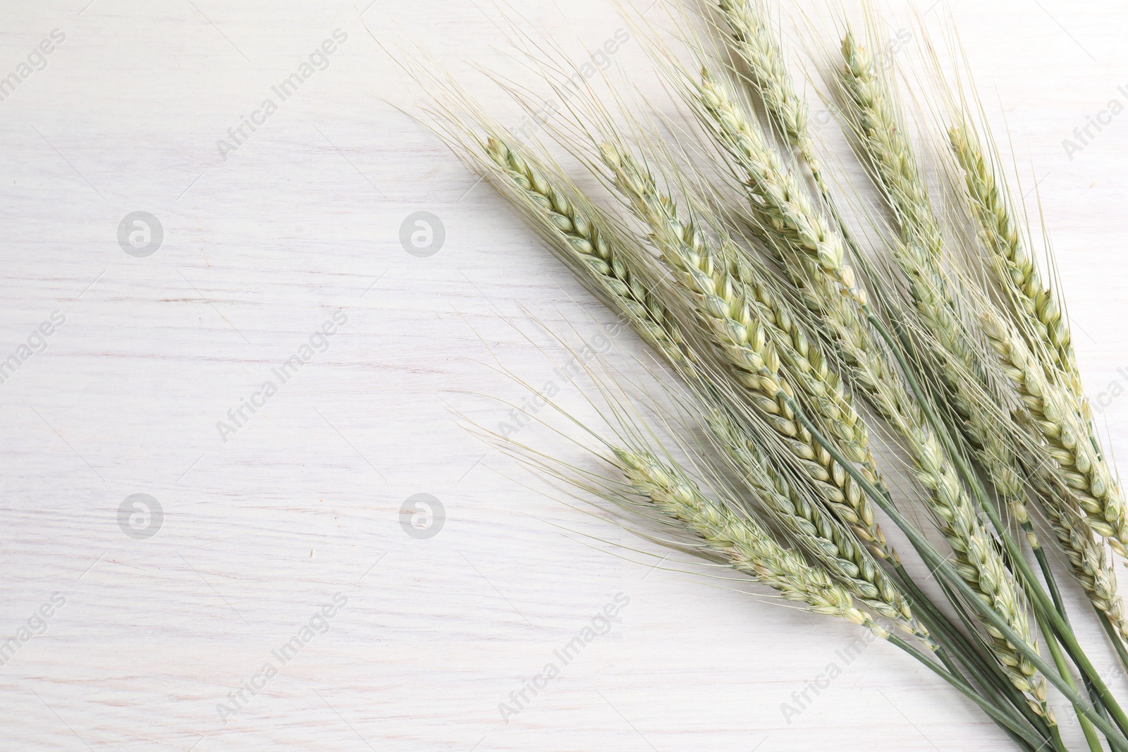 Many green wheat spikes on light wooden table, flat lay. Space for text Photo of Many green wheat spikes on light wooden table, flat lay. Space for text