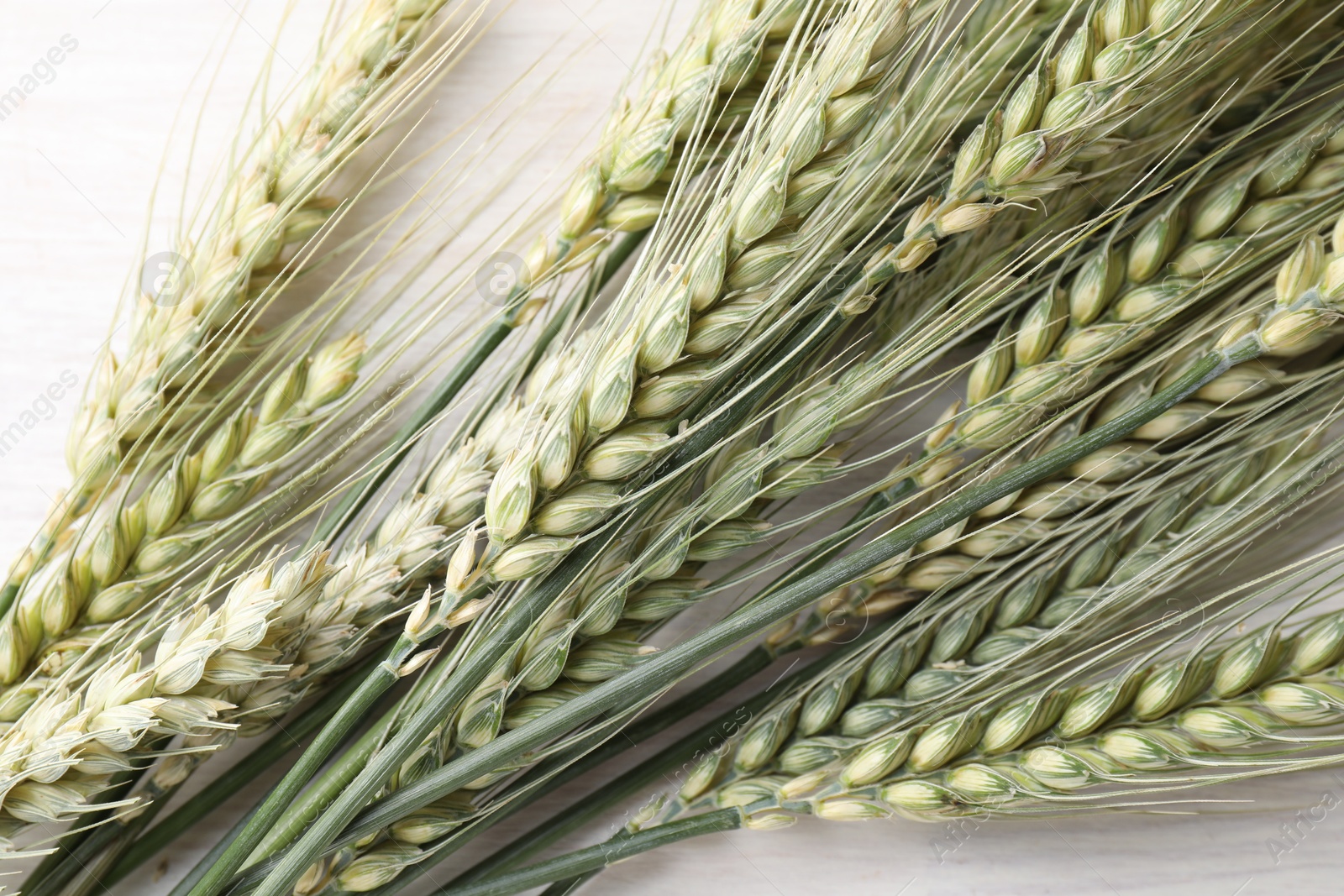 Photo of Many green wheat spikes on light table, flat lay
