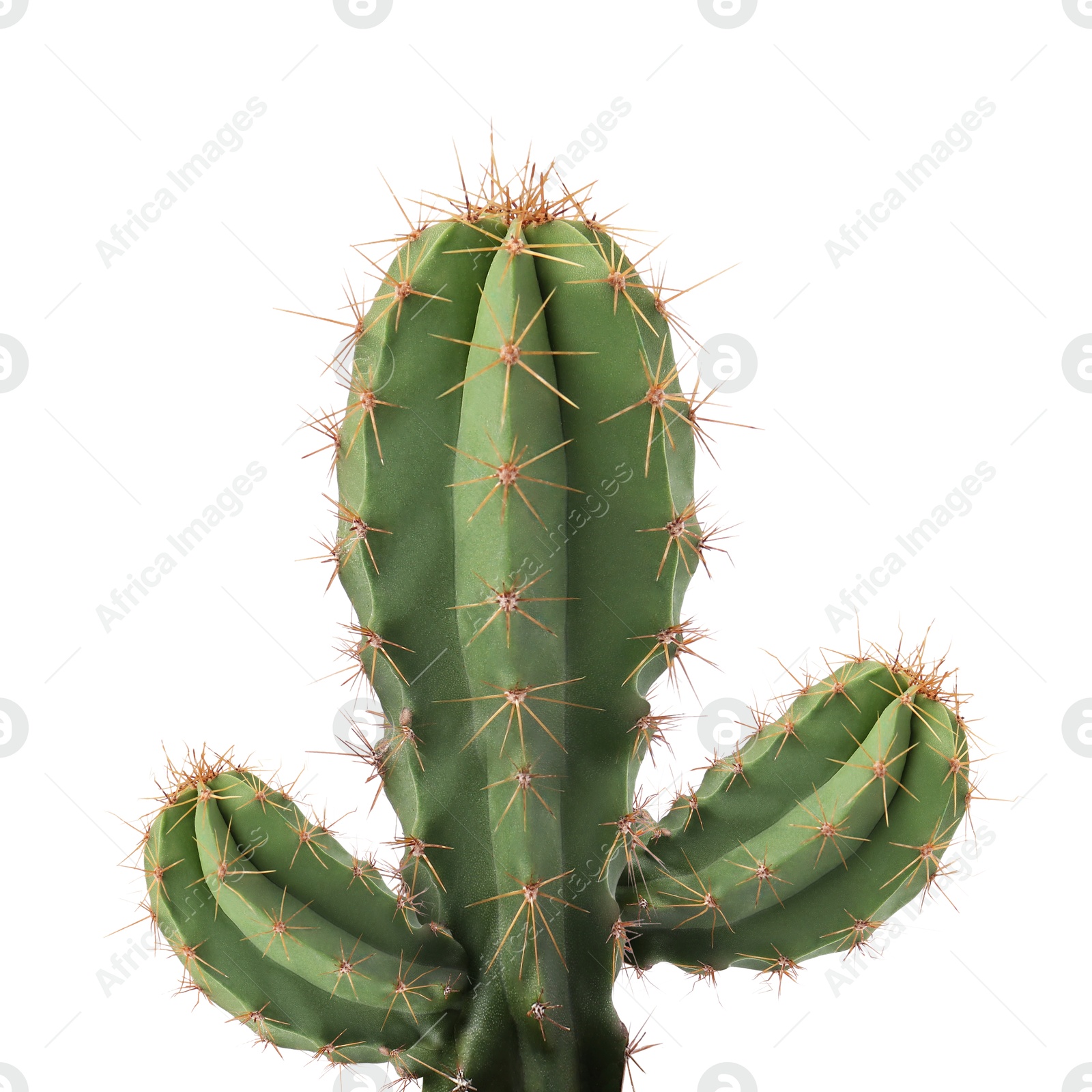 Green cactus with needles on white background Image of Green cactus with needles on white background