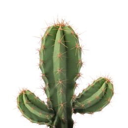 Image of Green cactus with needles on white background