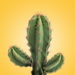Image of Green cactus with needles on pale orange background