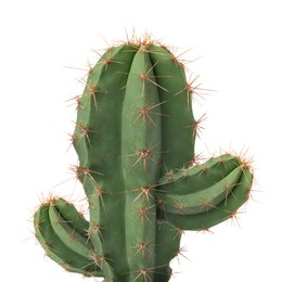 Image of Green cactus with needles on white background