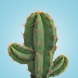 Image of Green cactus with needles on light blue background