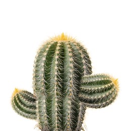 Image of Green cactus with needles on white background