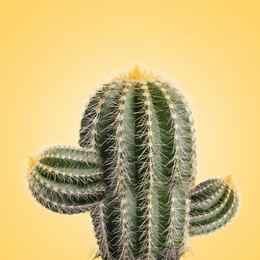 Image of Green cactus with needles on pale orange background