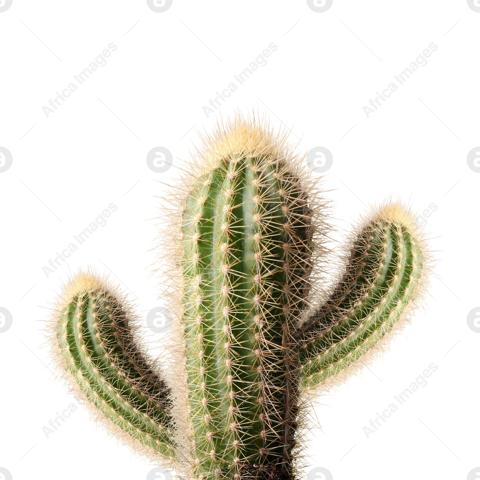 Green cactus with needles on white background Image of Green cactus with needles on white background