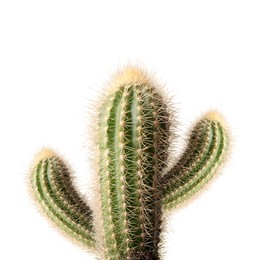 Image of Green cactus with needles on white background