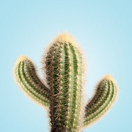 Image of Green cactus with needles on light blue background